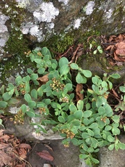 Hylotelephium telephioides