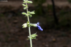 Salvia heterotricha