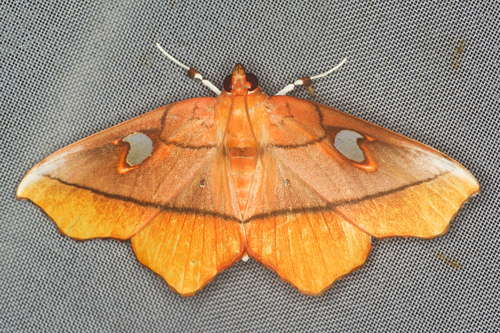 Midila poppaea