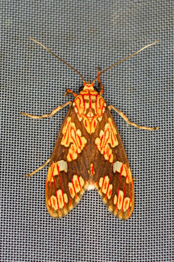 Araeomolis rhodographa