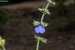 Salvia heterotricha