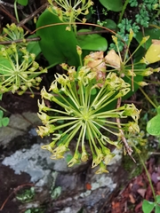 Malaxis brachyrrhynchos