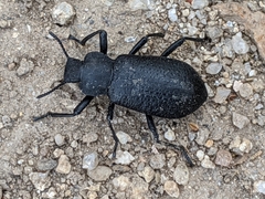 Iphthiminus serratus