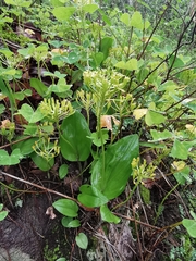 Malaxis brachyrrhynchos