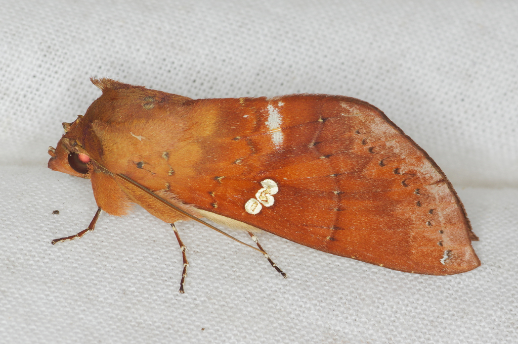 Hapigia rufescens