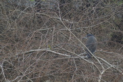 Nycticorax nycticorax obscurus