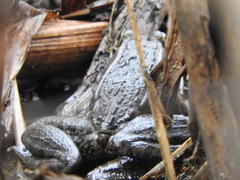 Lithobates neovolcanicus