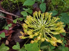 Malaxis brachyrrhynchos