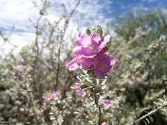 Leucophyllum frutescens
