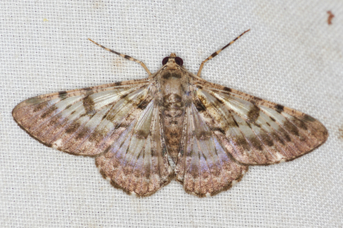 Iridopsis eutiches