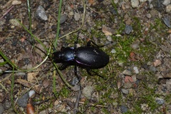Carabus purpurascens