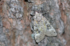 Anaplectoides prasina