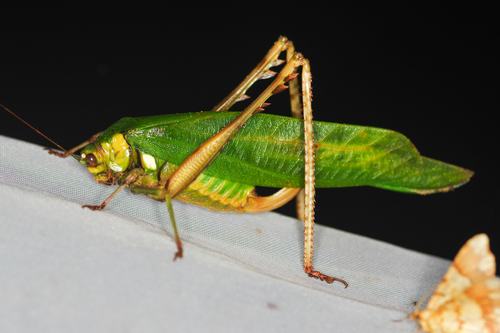 Vellea mexicana