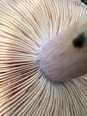 Cortinarius coelopus