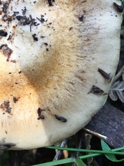 Cortinarius coelopus