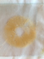 Cortinarius coelopus