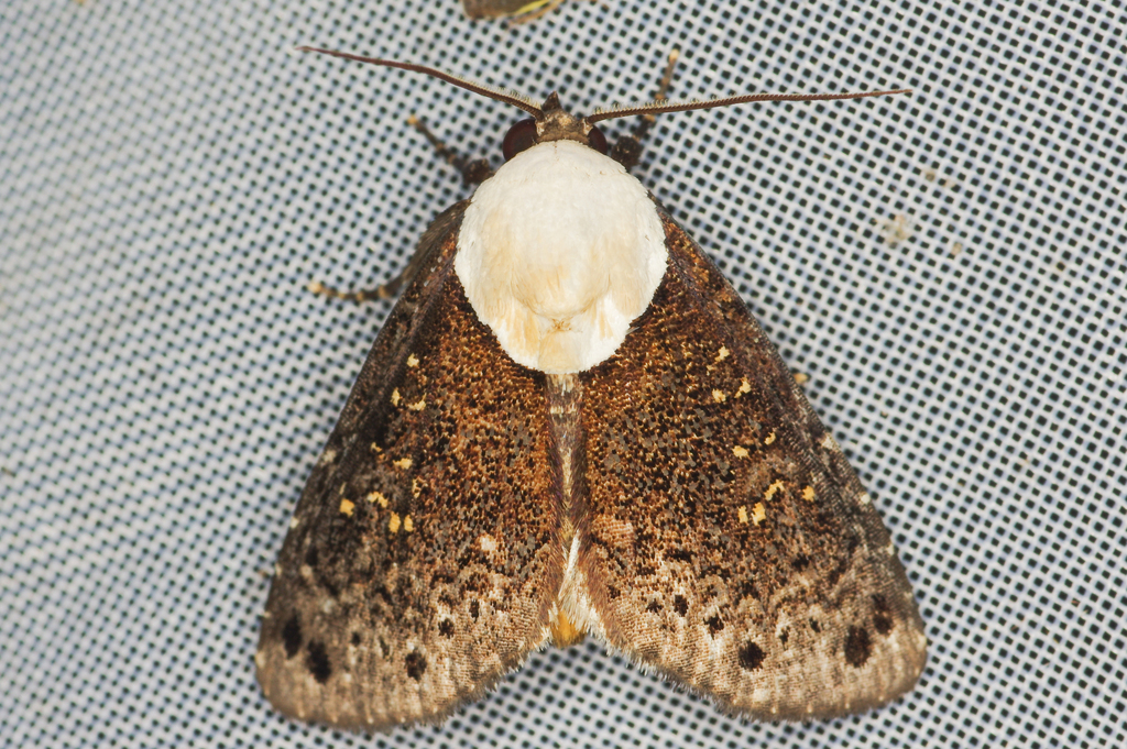 Baileya rhizoleuca