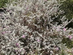 Leucophyllum frutescens