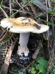 Cortinarius coelopus