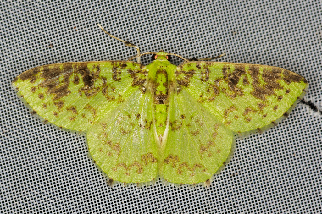 Nemoria scriptaria