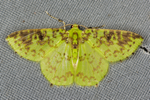 Nemoria scriptaria