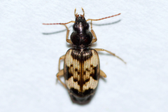 Tetragonoderus fasciatus
