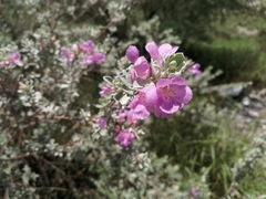 Leucophyllum frutescens