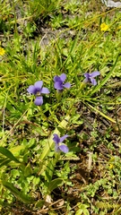 Gentianopsis simplex