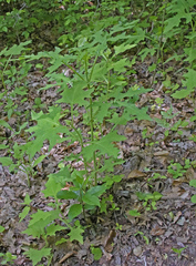 Smallanthus uvedalia