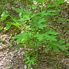 Smallanthus uvedalia
