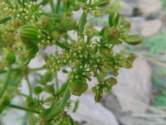 Prionosciadium thapsoides