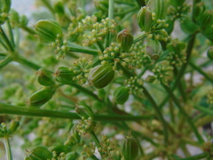 Prionosciadium thapsoides