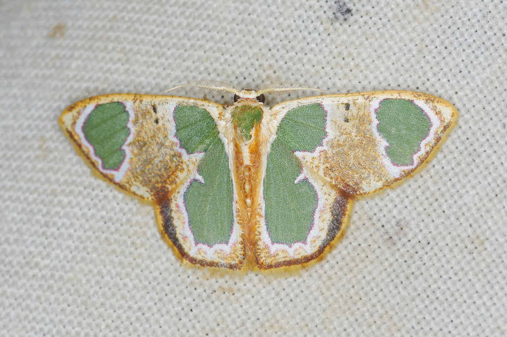 Oospila poirieri