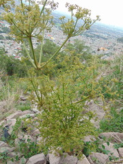 Prionosciadium thapsoides