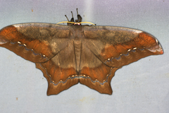 Arsenura batesii