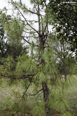 Pinus luzmariae