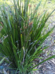Anigozanthos bicolor