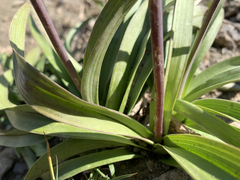 Melanthieae
