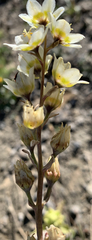 Melanthieae