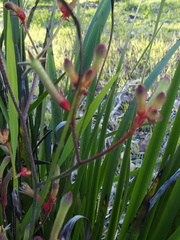Anigozanthos bicolor