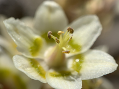 Melanthieae