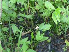 Sagittaria brevirostra
