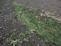 Ulvaceae