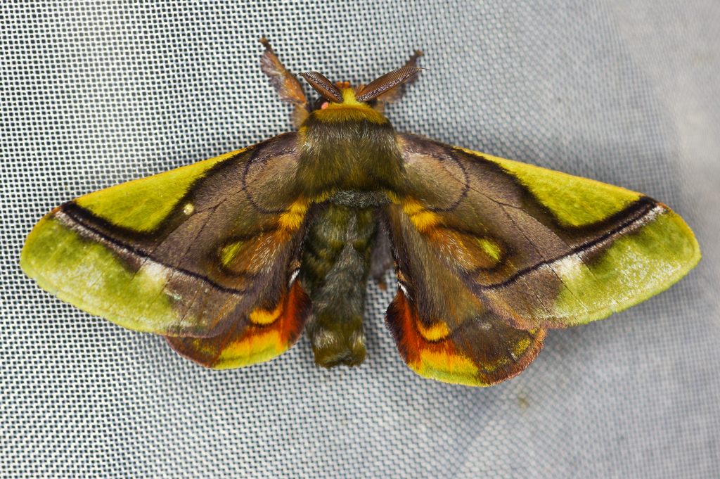 Epia muscosa