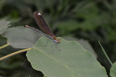 Matrona basilaris