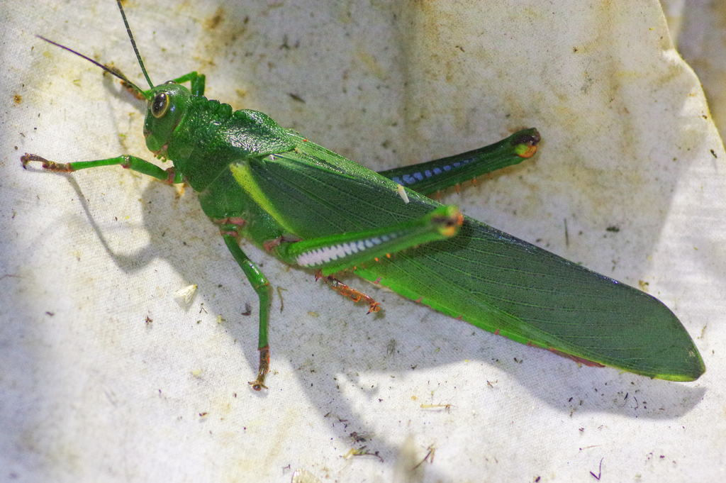 Titanacris albipes
