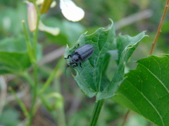 Photinus alexi