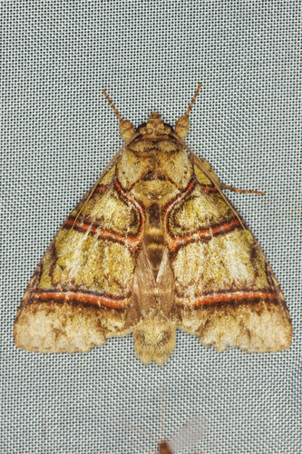 Eragisa antarorum