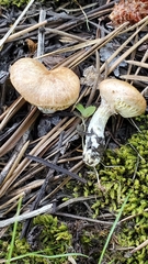 Suillus megaporinus