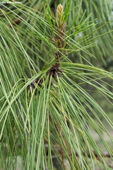 Pinus luzmariae